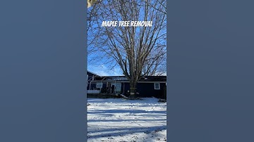 @Daves-Tree-Removal-Inc. Dropping a large maple #fypシ #chainsaw #trees #trending #logging #local
