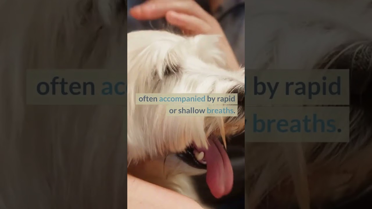 WHY IS MY DOG BREATHING SO HARD 
