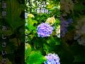 形原温泉あじさいの里に来てます。赤い橋の上から見る鯉と紫陽花です。#Dew#紫陽花 #形原温泉あじさいの里 #紫陽花の里#アジサイ #蒲郡市 #愛知県 #観光地 #風景 #景色