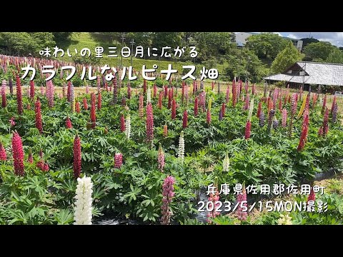 味わいの里三日月に広がるカラフルなルピナス畑(兵庫県佐用町)