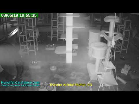 video editing software free Animal Shelter Bonaire Live Stream
