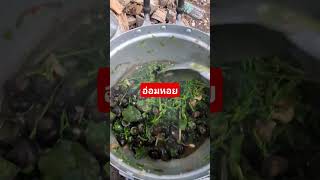 อ่อมหอยใสผักหวาน