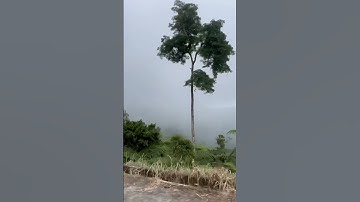 Thumbnail of Foggy Noon #viralvideo #travel #lifeisbutadream #classicsongs #music #nature