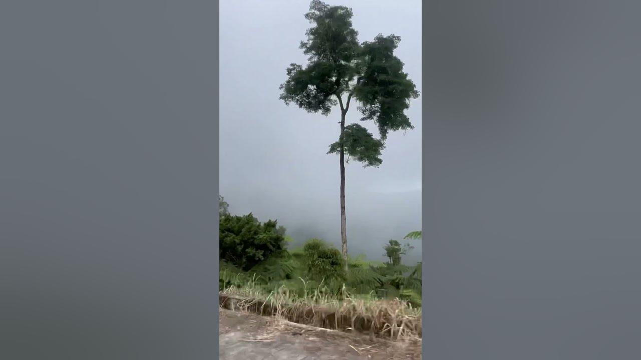 Foggy Noon #viralvideo #travel #lifeisbutadream #classicsongs #music #nature