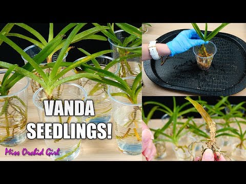 Video: Tips voor het kweken van Anguloa Uniflora - Verzorging van ingebakerde baby-orchideeën