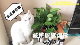 除毛大战 猫咪虽可爱，换毛季铲屎官们却很痛苦