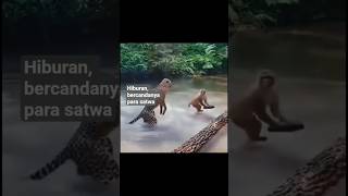 Hiburan, bercandanya para satwa.#satwa #satwalangka #hiburan #satwalucu #pencintahewan