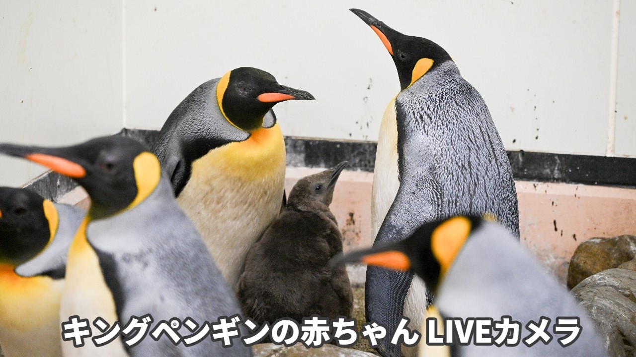 アーカイブ】キングペンギンの赤ちゃん定点カメラ(2026/4/18) - YouTube
