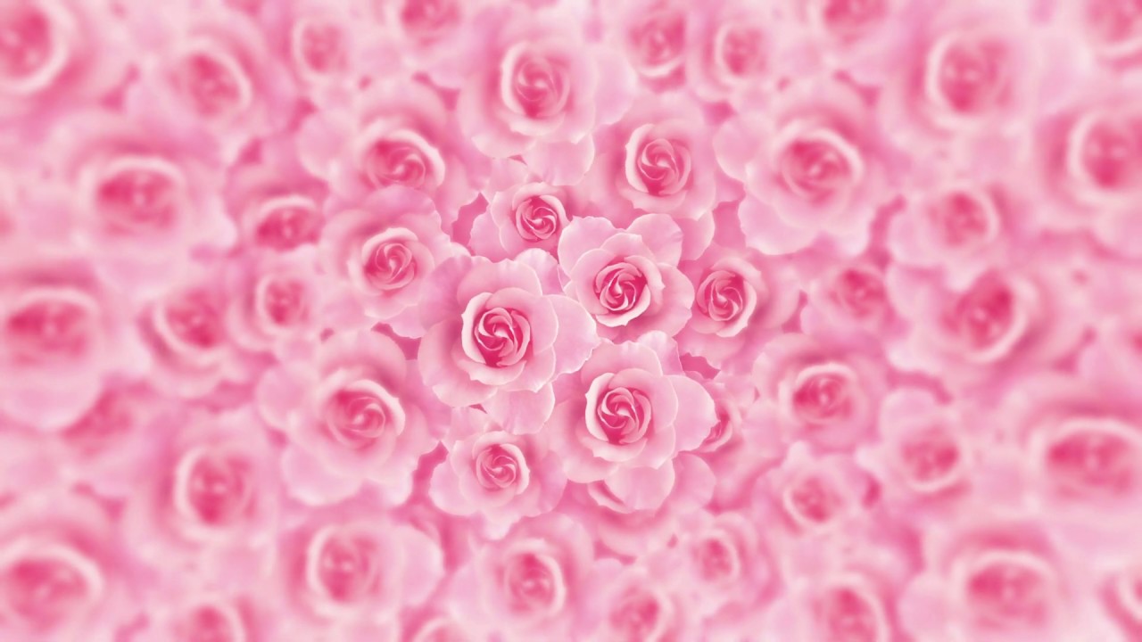 4K Romantic Pink Rose Flower Video Background Love,Romantic,Wedding