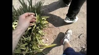 Walking in java👉🎧👈