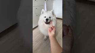 The Finger Test with Dogs feat  There's a surprise at the end  #shorts #dog