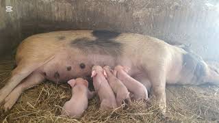 Why you receive less piglets from your sow!