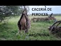 Cacería de perdices en Argentina. Caza Menor. Slow Motion. Partridge Hunting. Wing Shooting.