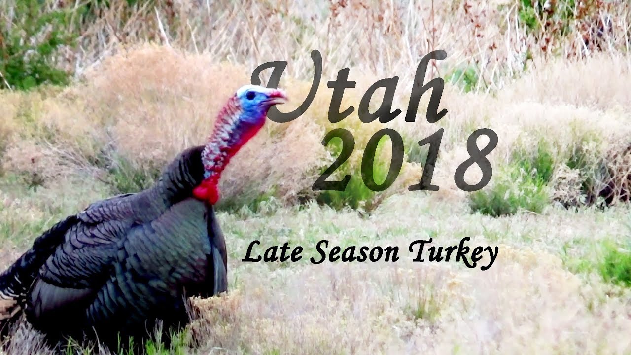 2018 Utah Late Season Turkey YouTube 2018-utah-late-season-turkey-youtube