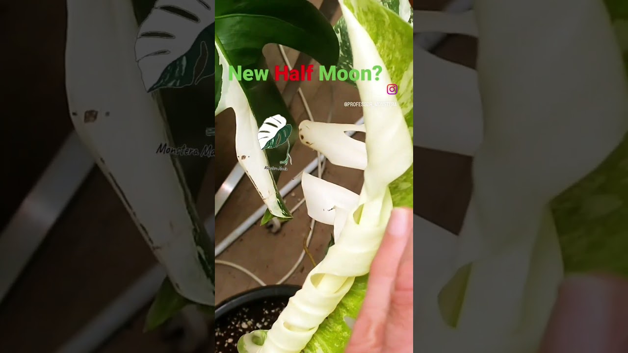 🌿"Half-Moon Monstera Magic!"🌿Surprise half-moon Albo leaf found in my Monstera jungle!Hidden beauty!