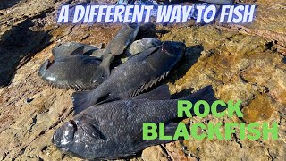 A Different Way To FISH | ROCK BLACKFISH