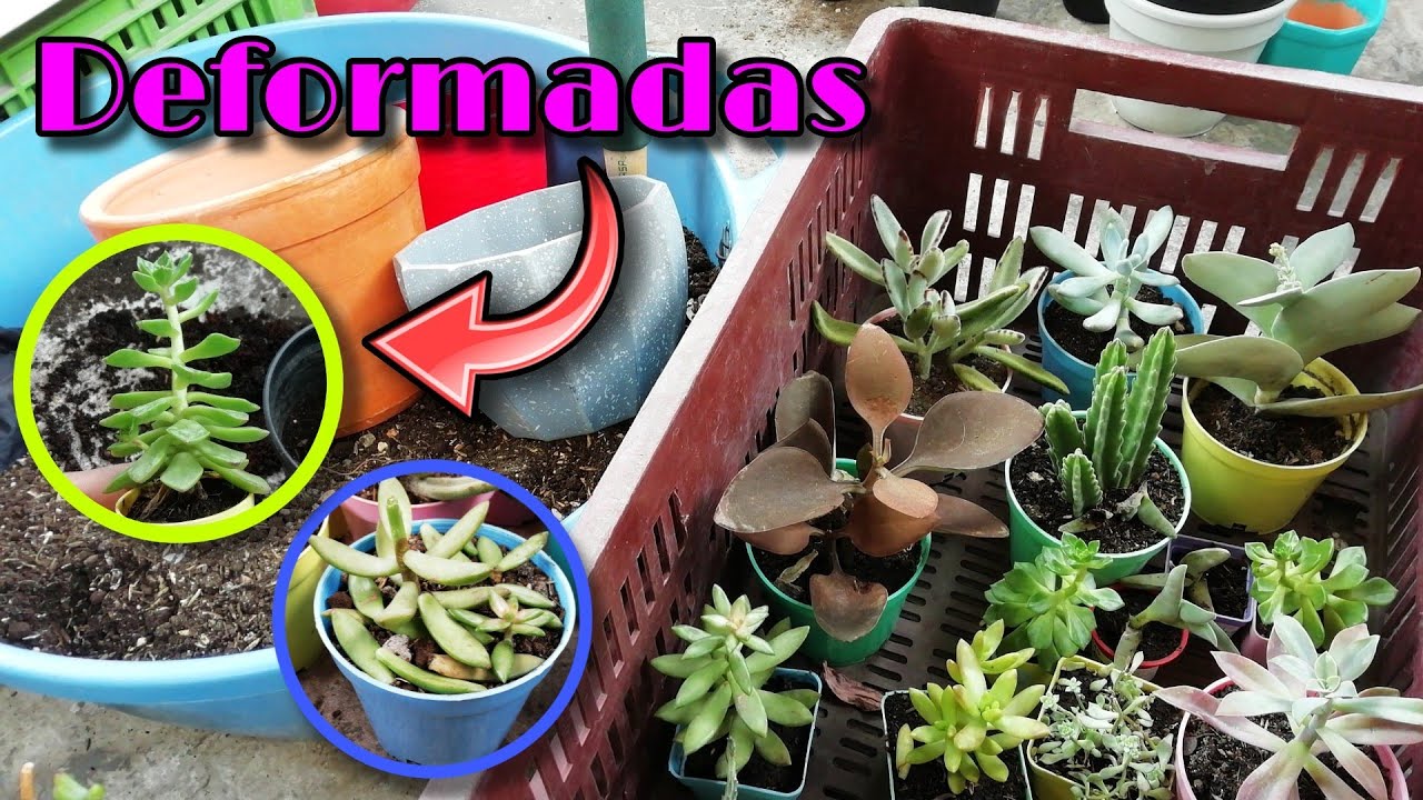 SUCULENTAS DE SUPERMERCADO: recuperación y trasplante 🌱 | Jardines by Angie