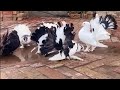 American Fantail Singapori Fantail pigeon Fancy lakha kabutar lake kabootar Video for Bird Lovers