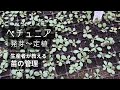 ペチュニアの種が発芽してから定植するまでの苗の管理方法 / How to manage petunia seedlings from seed germination to planting.