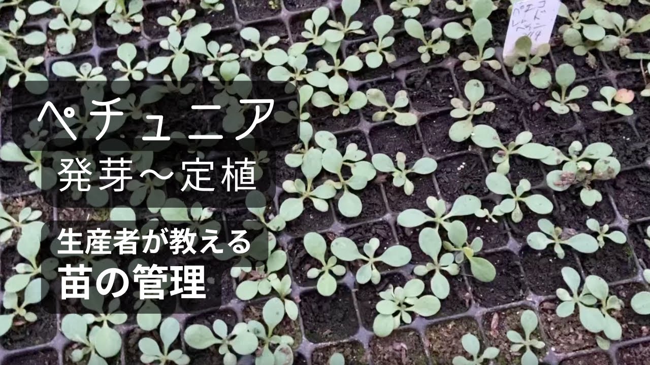 ペチュニアの種が発芽してから定植するまでの苗の管理方法 How To Manage Petunia Seedlings From Seed Germination To Planting Youtube