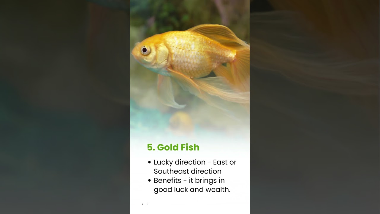 6 Animal statue that brings good luck and prosperity - 