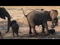 Live elephant birth