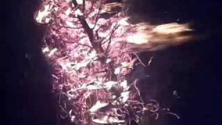 Burning our Christmas Tree!