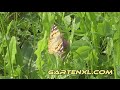 Distelfalter bestäubt Kleeblüten