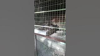 lutung kelabu #zoo #lutung #kebunbinatang