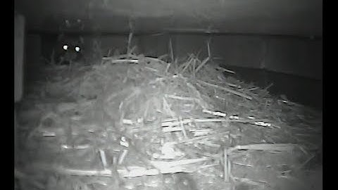 Binnen 2 minuten Bunzing en Steenmarter op tuinbezoek!