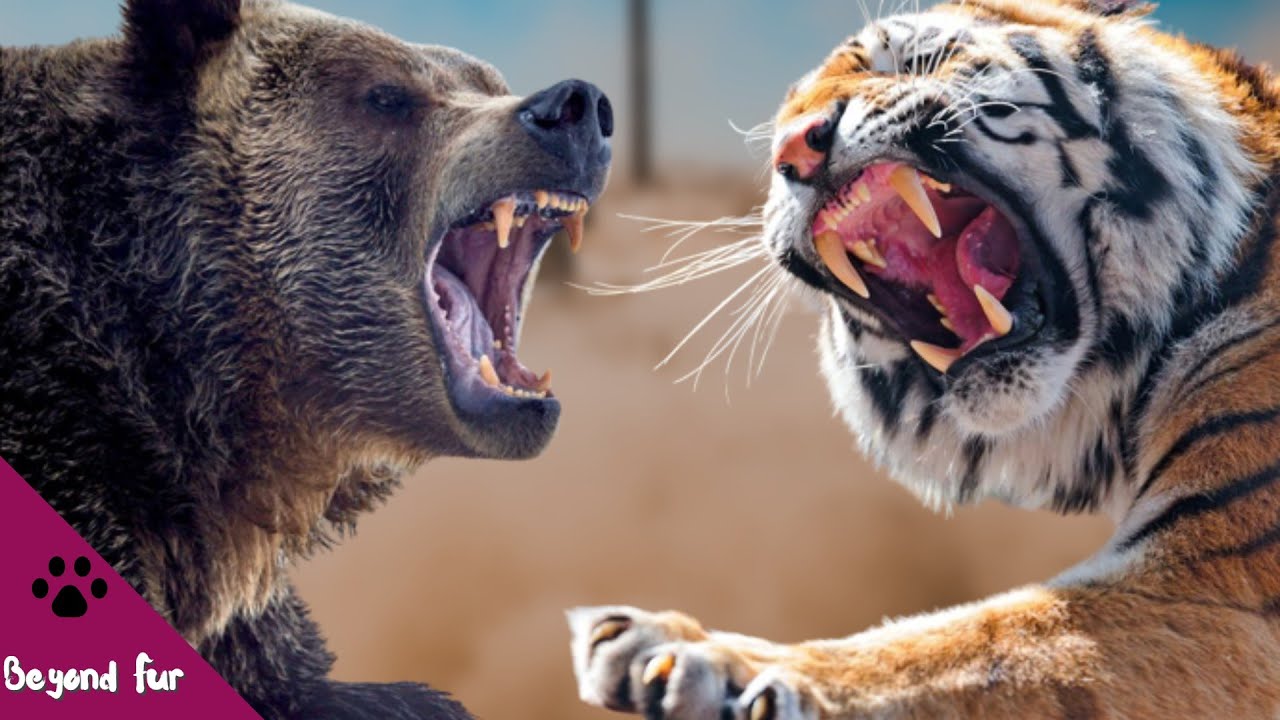 Grizzly Bear vs Siberian Tiger-Do Tigers Eat Bears and Who Wins the