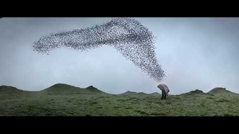 The Brand New Testament - Birds