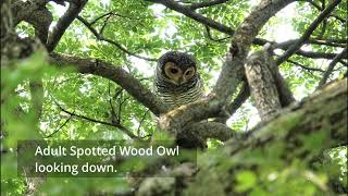 Birding in Singapore. Pasir Ris Park- Spotted Wood Owl, Mangrove viper. Jun 2023.