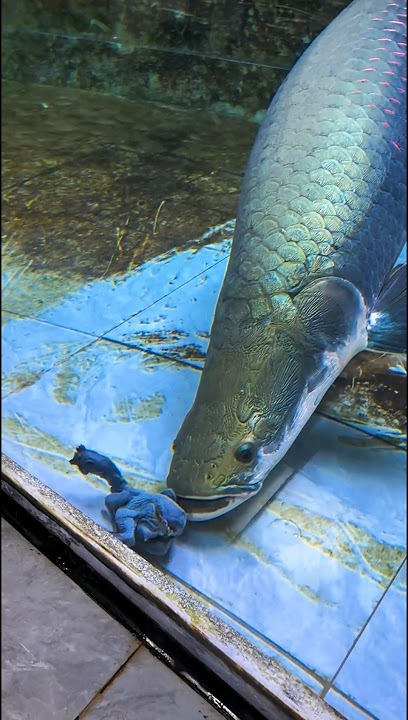 Arapaima attack 🤯❤️ #arapaimagigas #monsterfish #shortsfeed