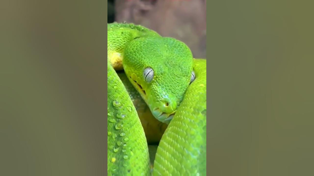 Australian green tree snake 🐍🅾🆉 🅱🅸🆁🅳🆂 YouTube