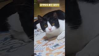 #미소 #tv동물농장 #cat