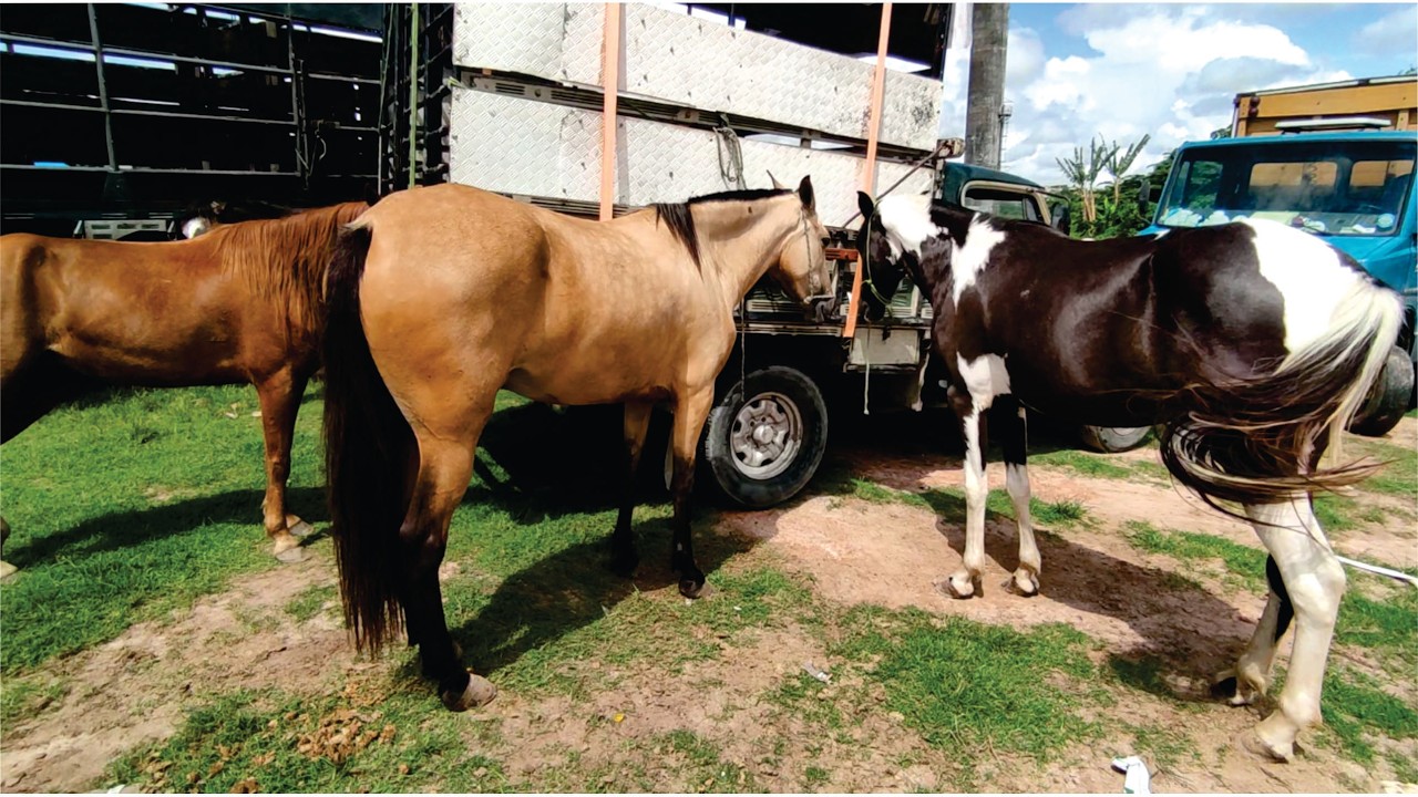 FEIRA DE CAVALO DE ABREU E LIMA-PE SÁBADO: 07/03/26 #cavalo