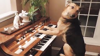 Puppy Pianist Plays with Two Paws screenshot 2