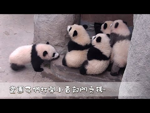 《熊貓早晚安》當團子們打開小賣部門之後~ | iPanda