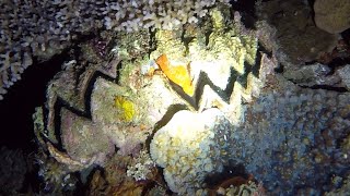 Do Giant clams eat people