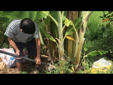 Video Chạch om củ chuối - món ăn truyền thống|Ẩm thực việt... - youtube