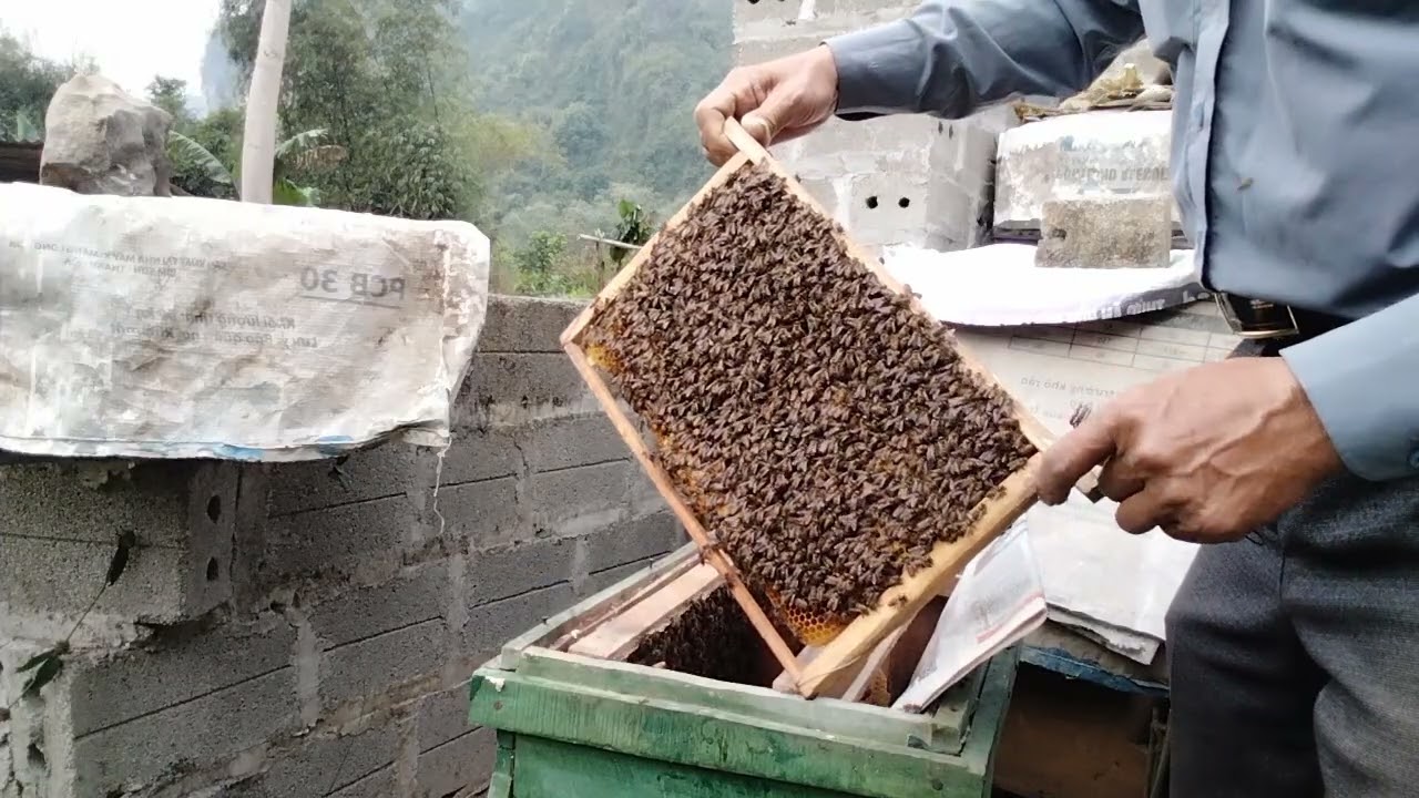 Cách thay đổi lấy chúa mới vào đàn chúa già. - đời sống nhà nông - đt 0339186706