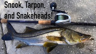 Fishing Ft Lauderdale Canals for Snook, Tarpon, and Snakeheads!