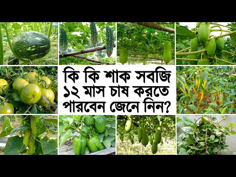 কি কি শাক সবজি ১২ মাসই চাষ করা যায় জেনে নিন | Vegetable Cultivation Process