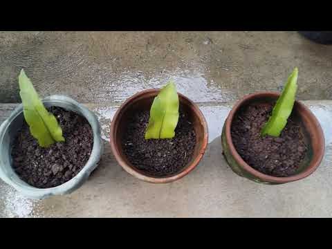 How To Propagate Kadupul Or The Queen Of The Night Marjean Arconba