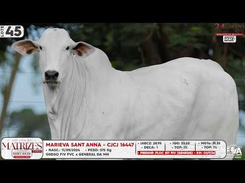 LOTE 45   CJCJ 16447