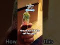 How Much?