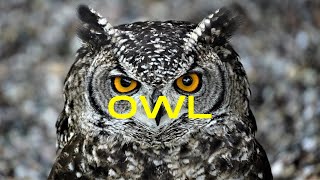 30 minutes of relaxing Owl videos! screenshot 3