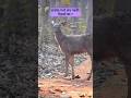 ताडोबा मध्ये खरचं वाघ दिसतात का? tadoba tiger reserve