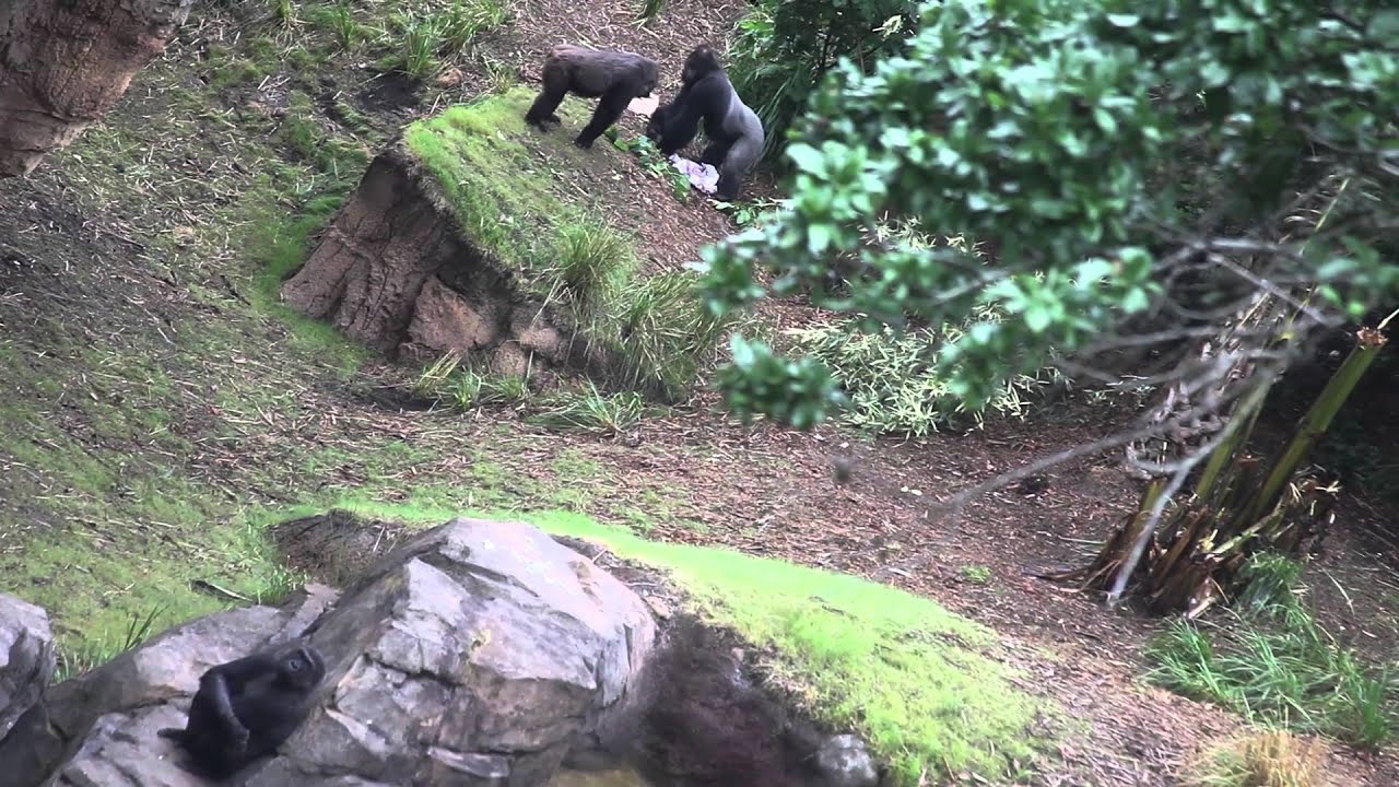 Exclusive look into "Gorillas of the African Forest Exhibition" at the